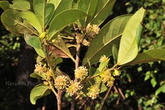 Litsea ligustrina